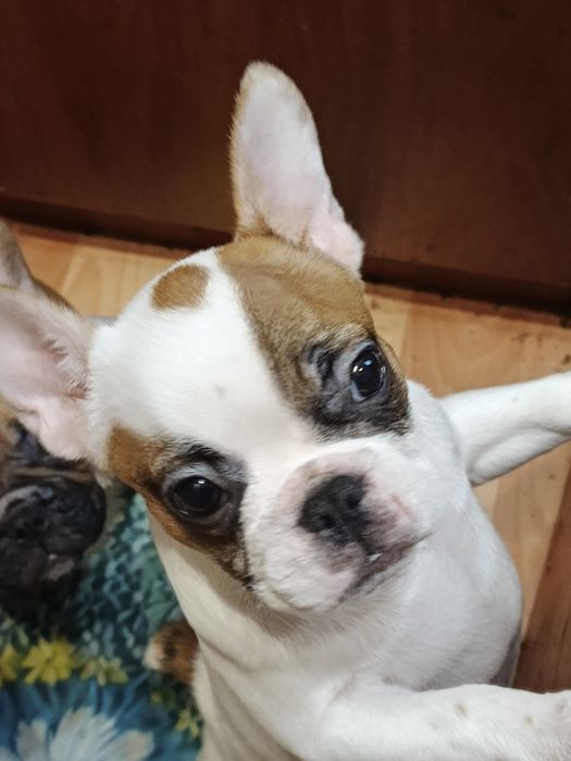 Дівчинки пишечки Французи