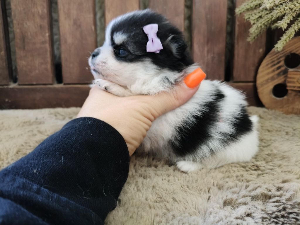 Spitz alemão menina
