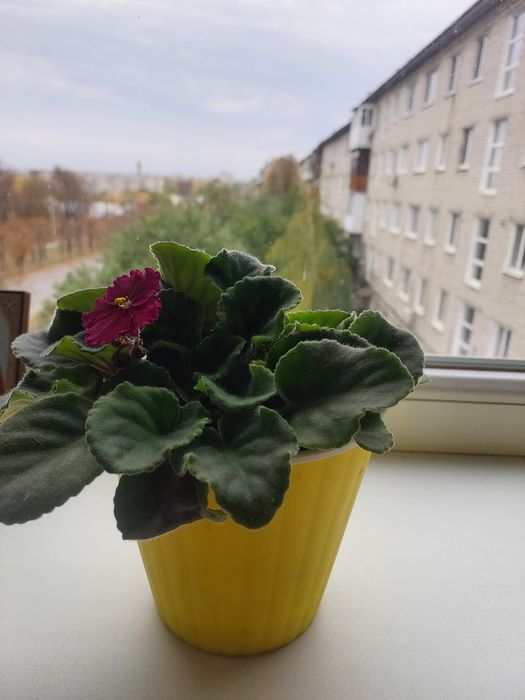 Продам кімнатну квітку фіалку