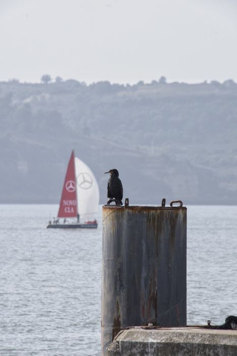 Nikon Nikkor DX 55-300 ED