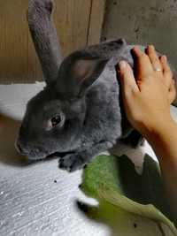 Продам кролей / Кроли породы Рекс/ Французкий Баран