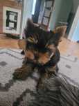 Piesek yorkshire terrier