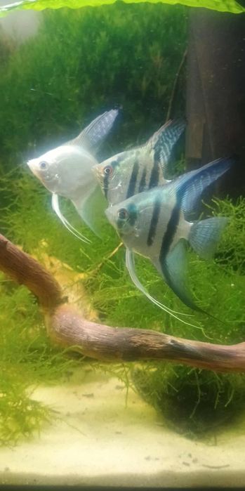 Skalary Philipine blue i platynowy