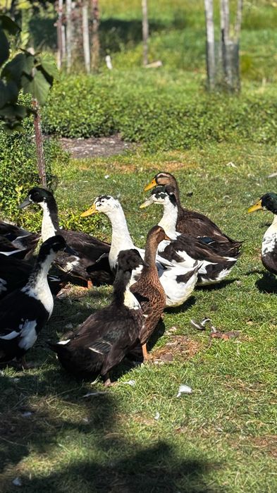 Sprzedam Kaczki ekologiczne