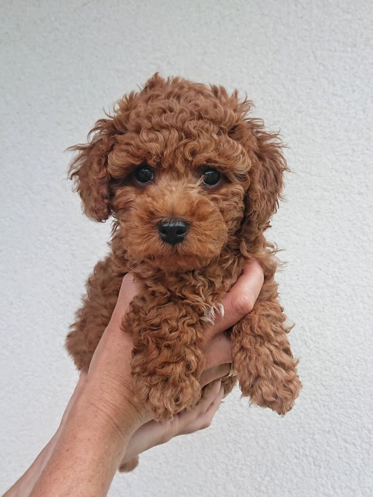 Maltipoo F1b  Chłopczyk
