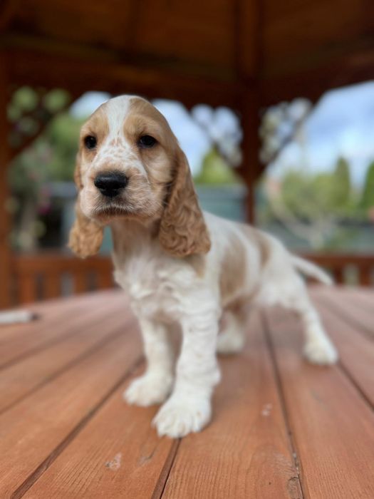Cocker spaniel angielski Piesek rodowód