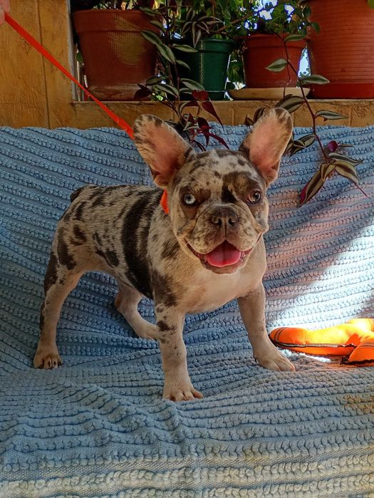 Bulldogue francês fêmea merle