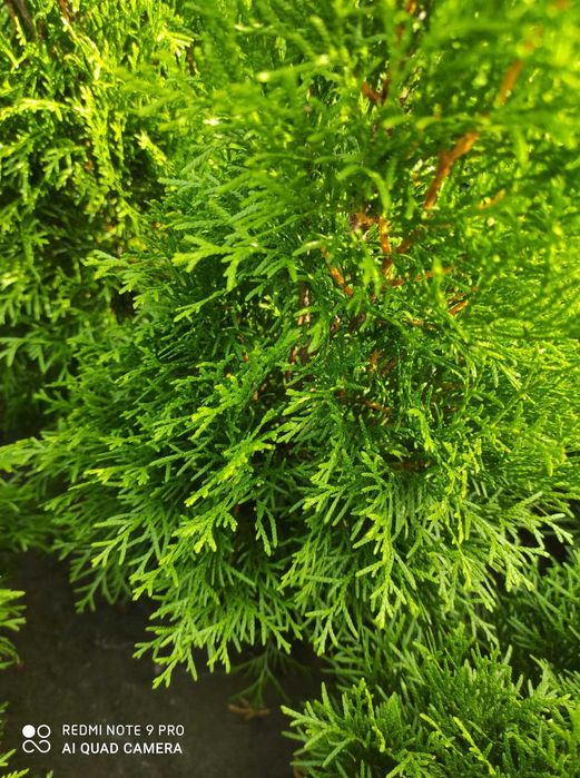 Tuja Szmaragd Produkt z Polski WYPRZEDAZ