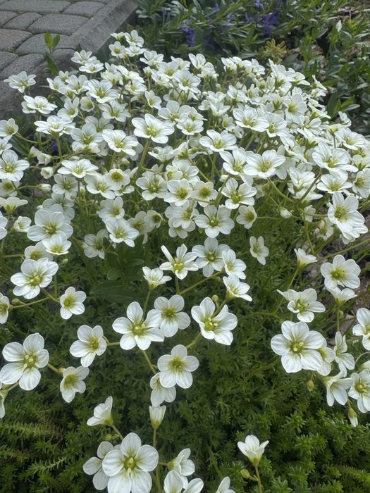 Продам надлишки квітів з власного саду. Ясколка, ломикамінь, очіток.