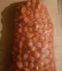 Ziemniaki Soraya wielkość jak sadzeniak