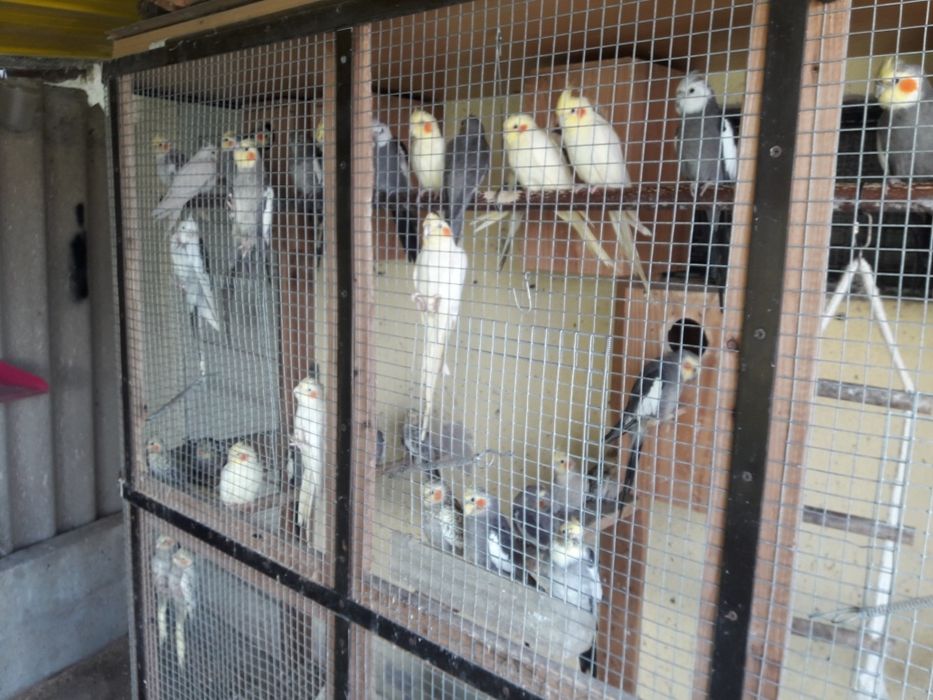 Vendo caturras de várias cor