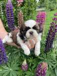 Shih tzu piesek