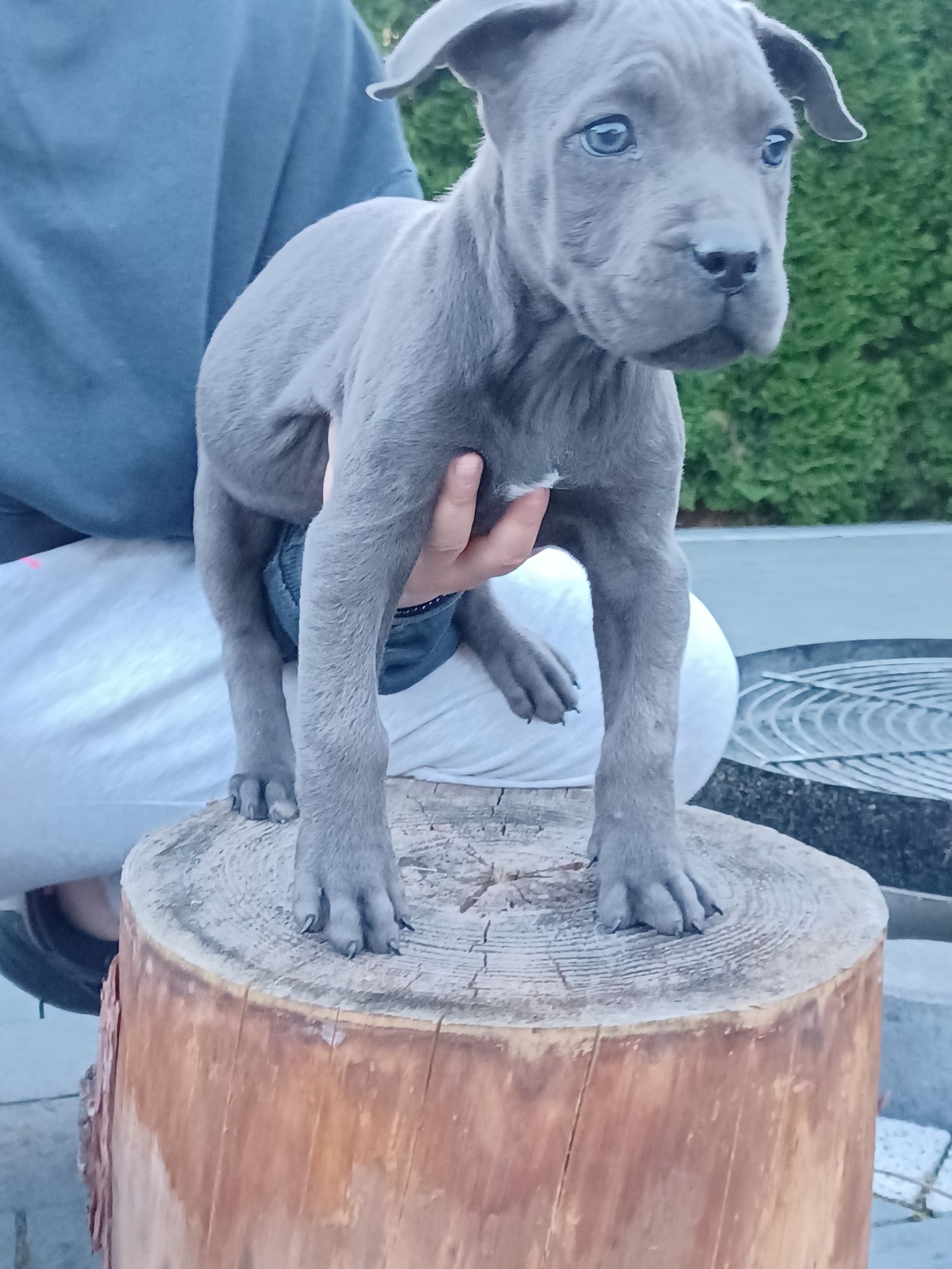 Sprzedam cane corso