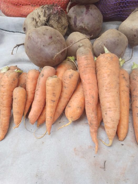 Продам буряк червоний, моркву, картоплю.