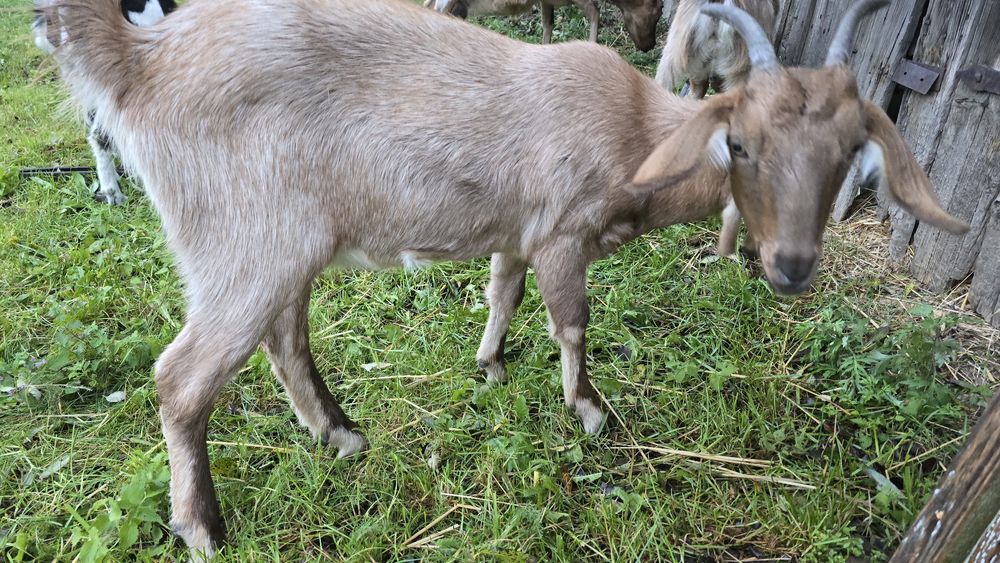 Koza mix toggenburski i AN