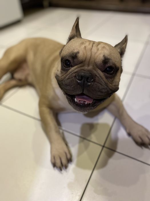 Французкий бульдог в’язка