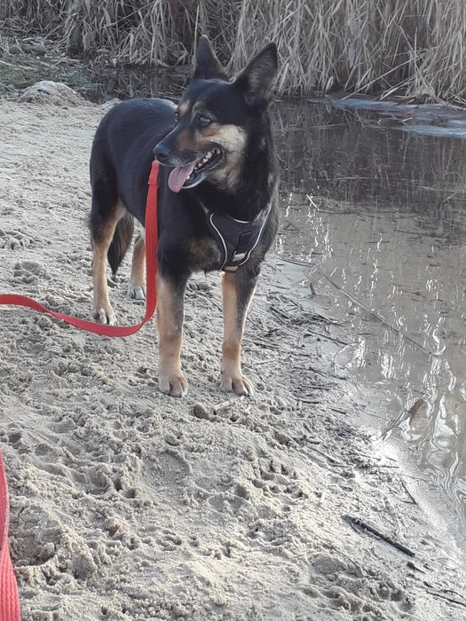 Dojrzała sunia do adopcji