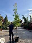 Acer rubrum Scanlon, Klon czerwony, kolumnowy,obwód 6-8, 8-10, 10-12cm