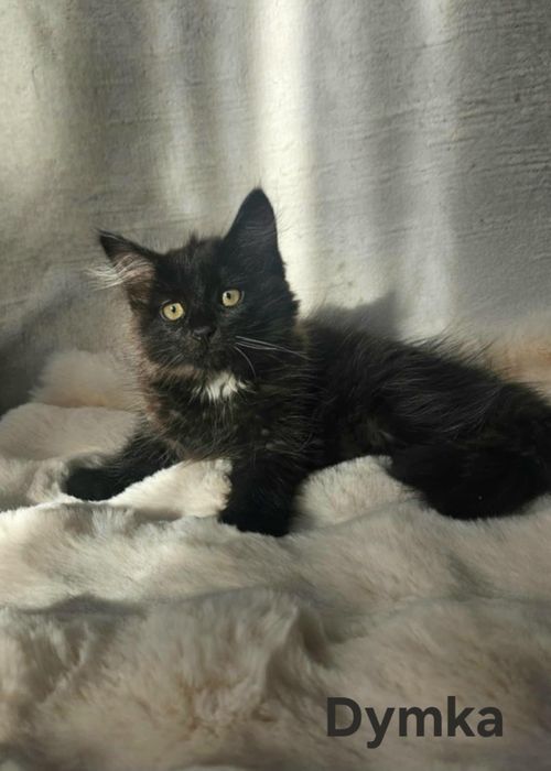 Kotka syberyjska "DYMKA"