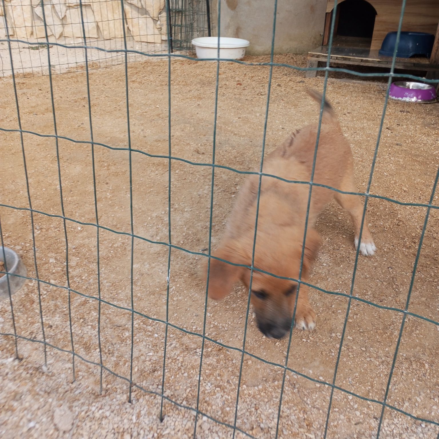 Cachorro para adoção