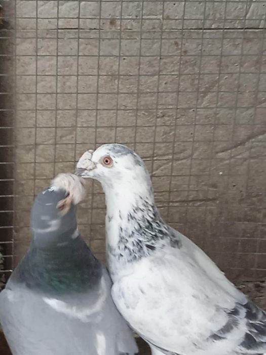 Sprzedam gołębie staropolskie