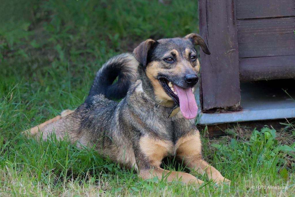 Myszka do adopcji