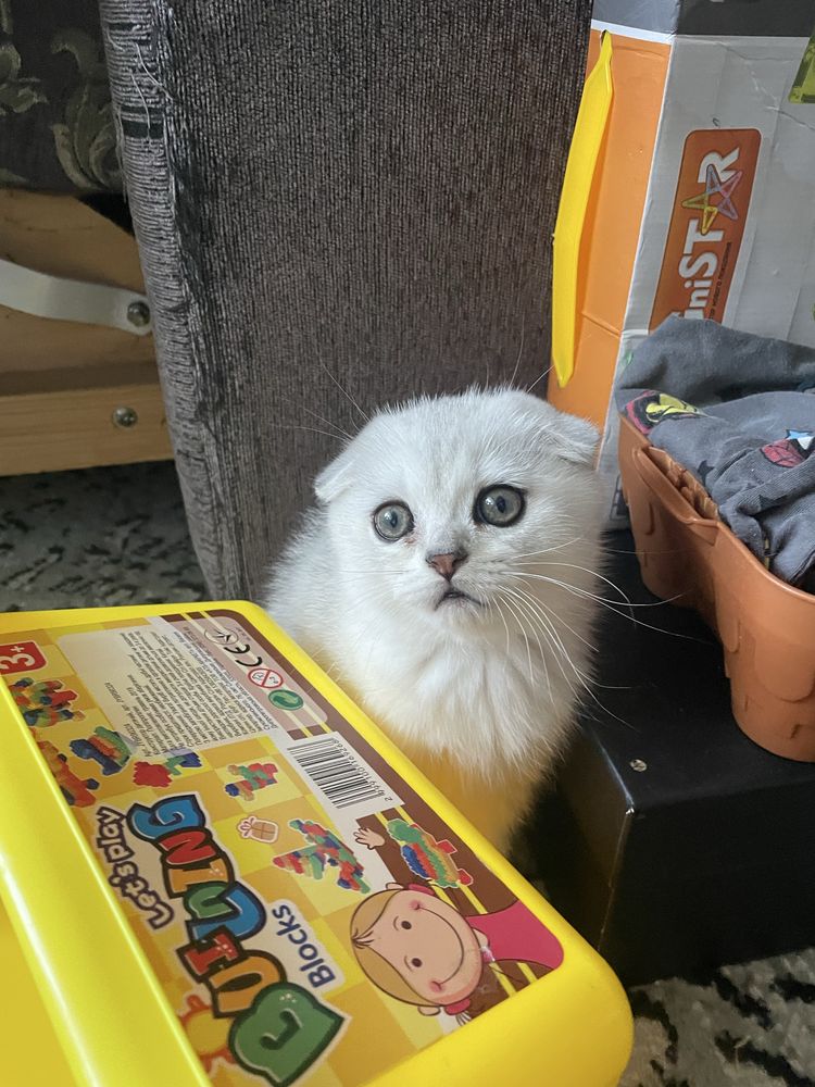 Скоттиш фолд котята остался(мальчик)