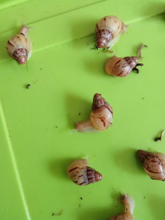 Улитята ахатина зензибарики