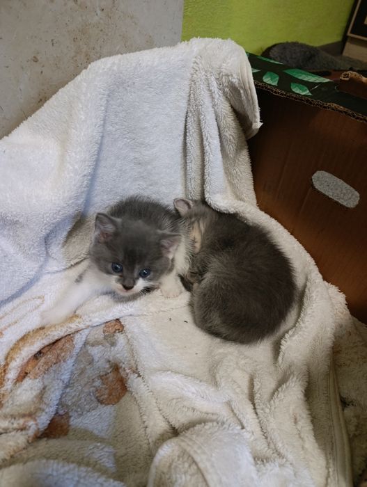 Кошенята веселі та грайливі