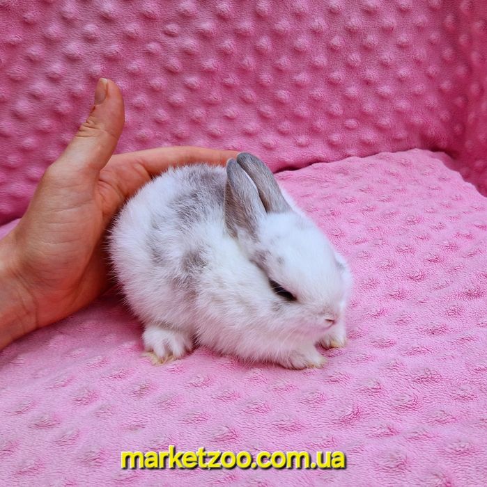 Карликовий мини кролик нидерландский мальчик бельій пятнистьій