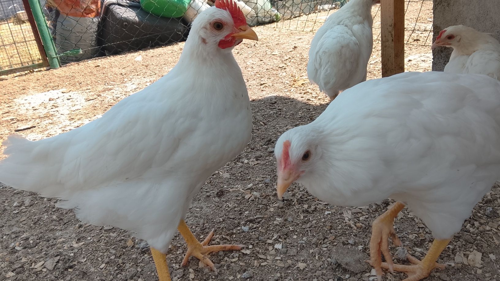 Frangos para venda