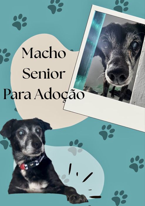 Macho sênior para adoção responsável