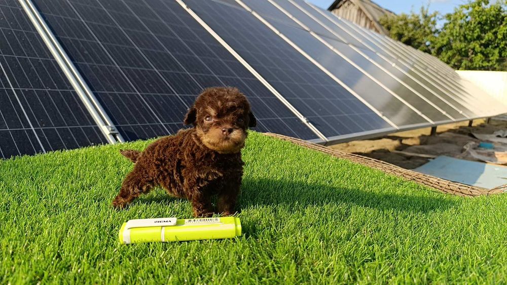 Мальтіпу F2.  Дівчинка.