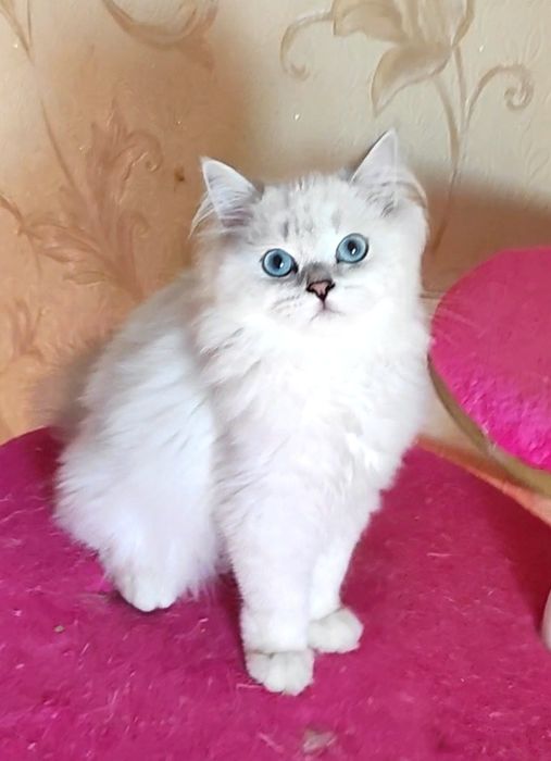 Шикарный мальчик шиншиллка поинт