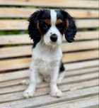Cavalier king charles spaniel, kompletnie zaszczepiony chłopak