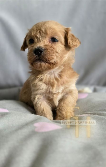 Maltipoo**Sunia** Do Rezerwacji**