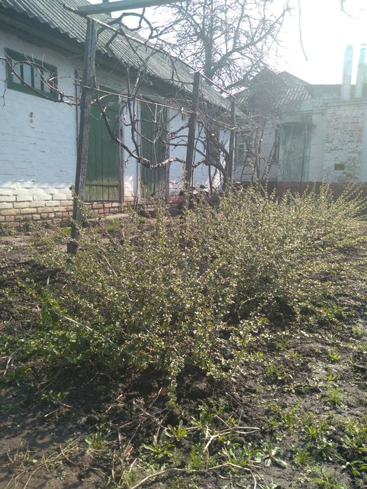 Продается очень урожайный сорт крыжовника Малахит, саженцы 3 года уже