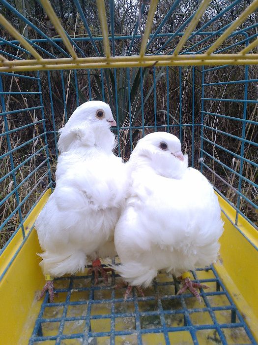 MEWKI CHIŃSKIE białe  Klasa Wystawowa. Mozliwa  wysyłka