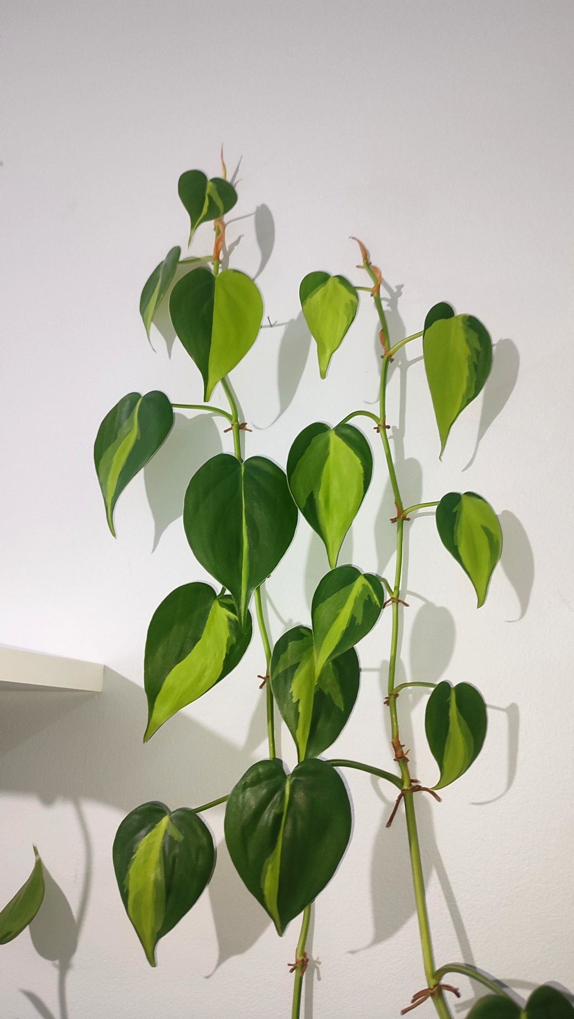 philodendron brasil 5m filodendron epipremnum scandens długie roślina