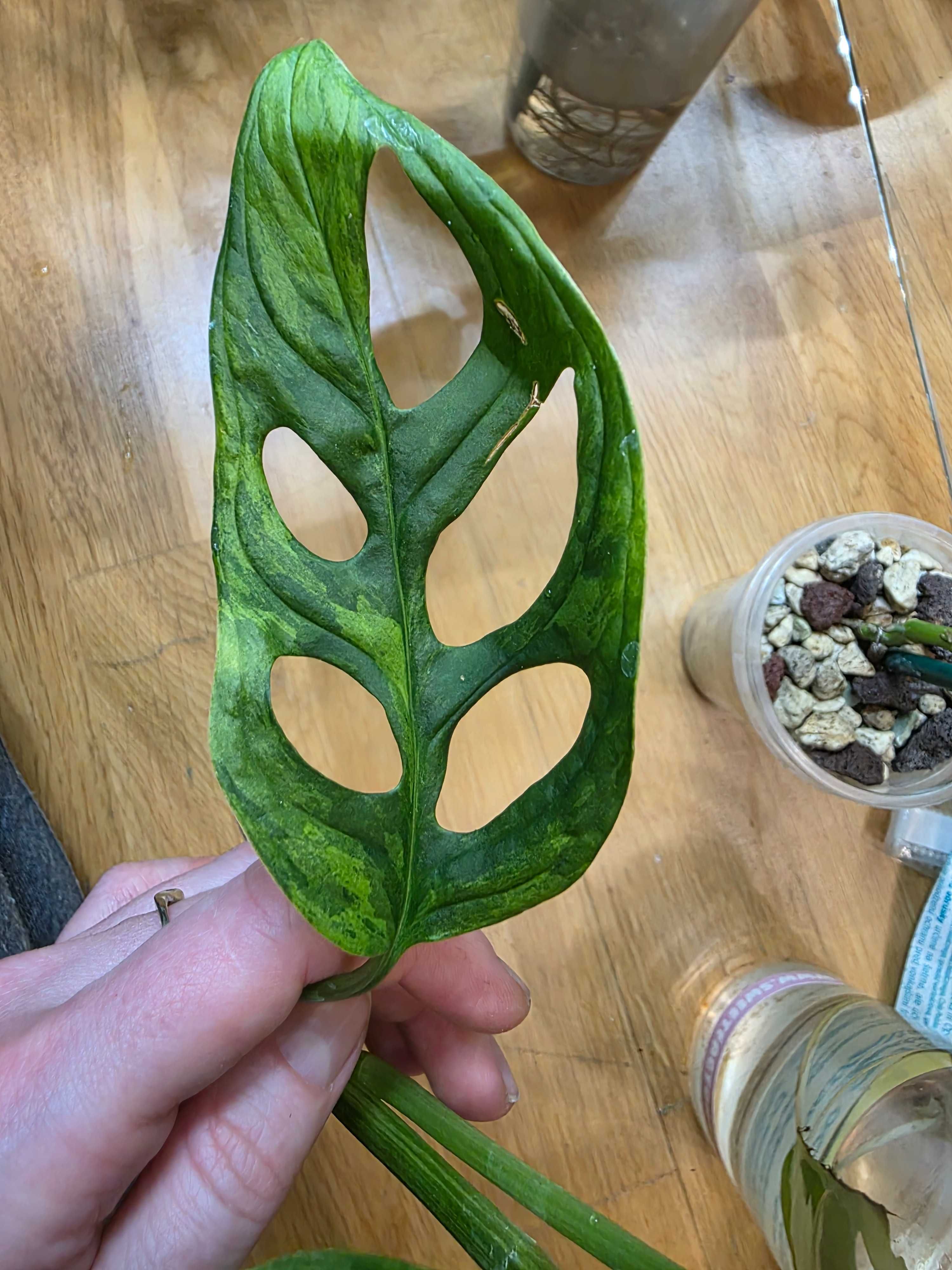 Monstera Indonesian Marble
