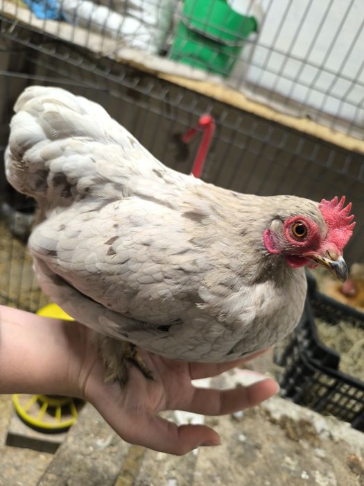 Kury kochiny miniaturkowe