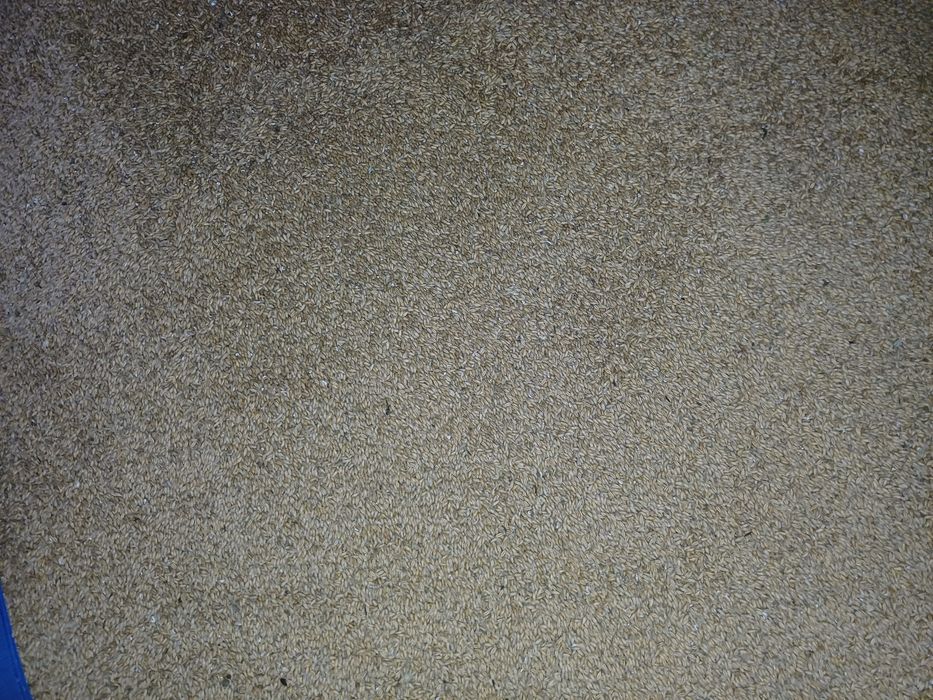 Witam, sprzedam pszenzyto.