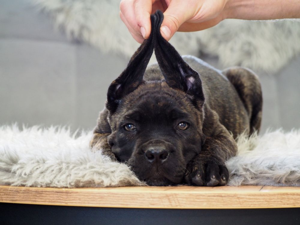 Szczeniaki cane corso italiano FCI