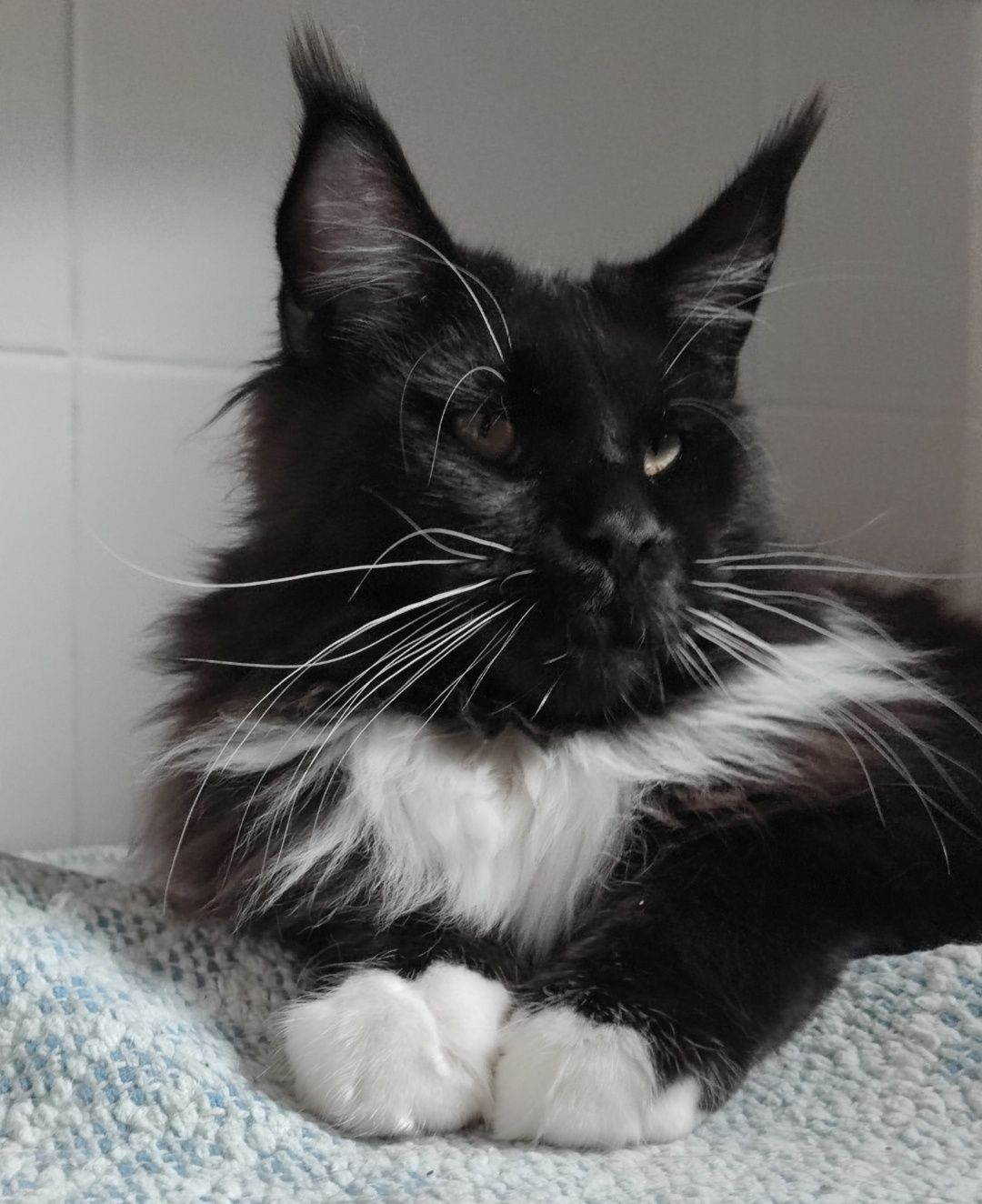 Kocur Maine Coon