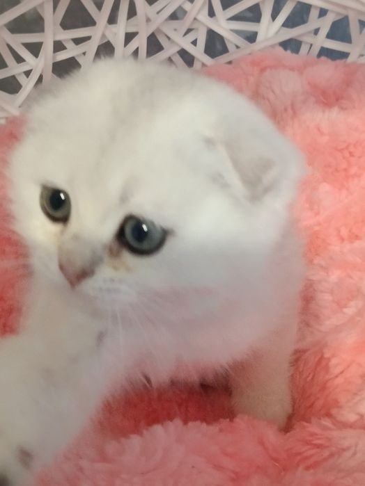 Пухнастики чекають на вас