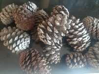 Saco de pinhas de aproximadamente 5kg (cerca de 50 pinhas)