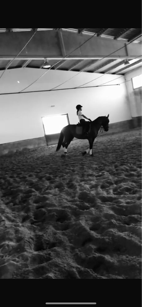 Vendo cavalo manso