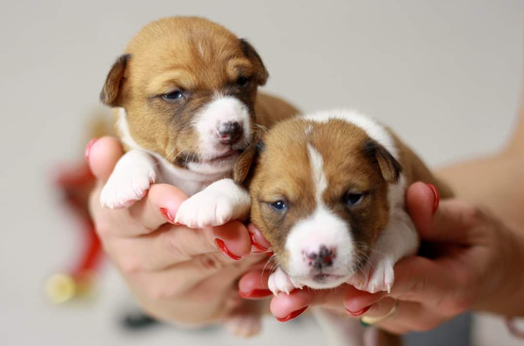 Басенджи. Basenji.  КСУ FCI