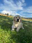 Ostatnia Suczka Golden Retriever
