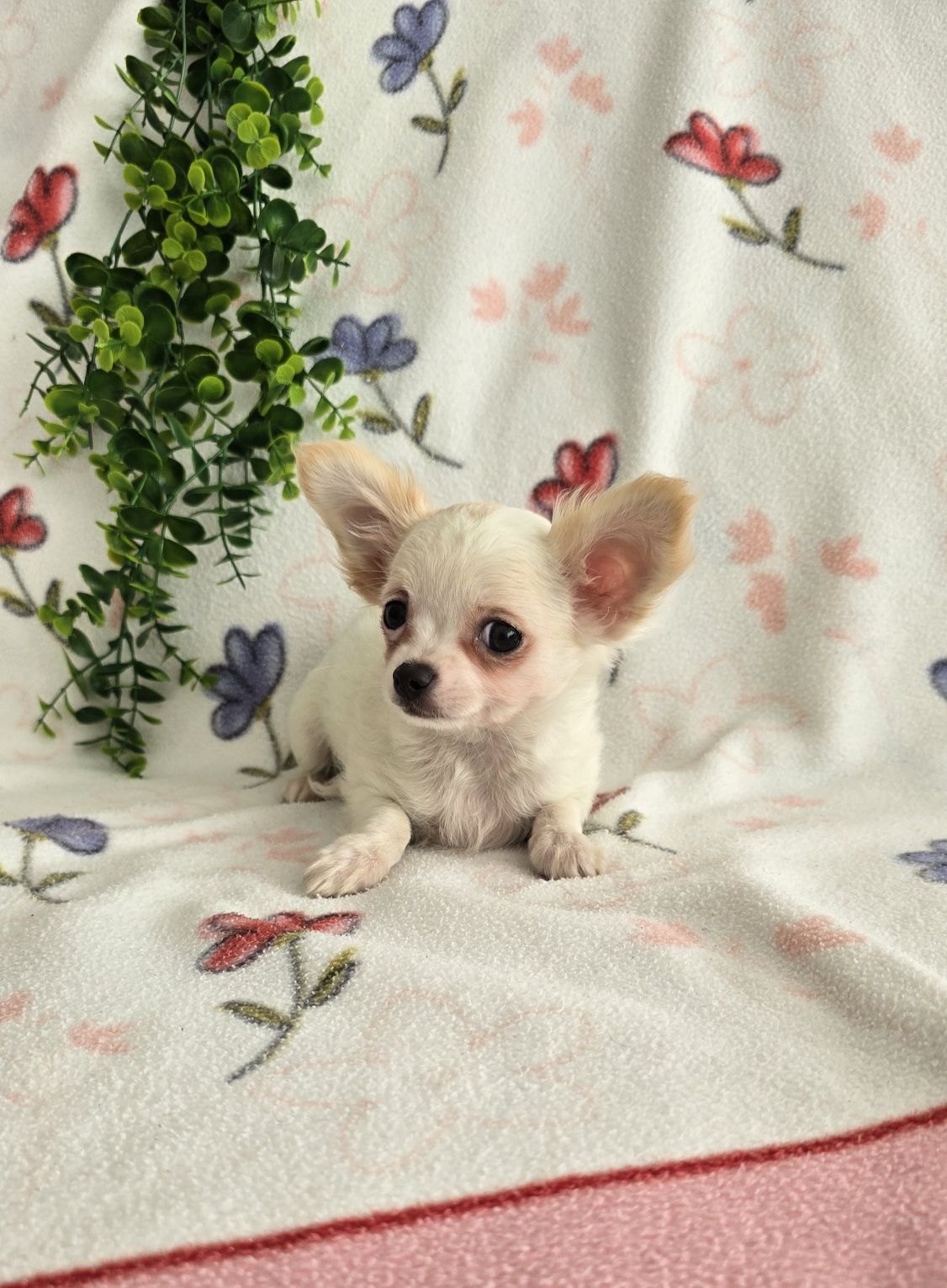 Mini Tesourinho semi pelo Chihuahua/Chiuaua LinhagemRussa. Qualidade